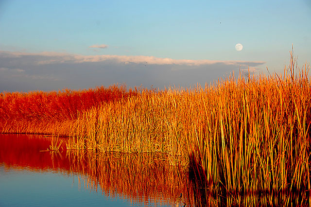 moon over the bosque