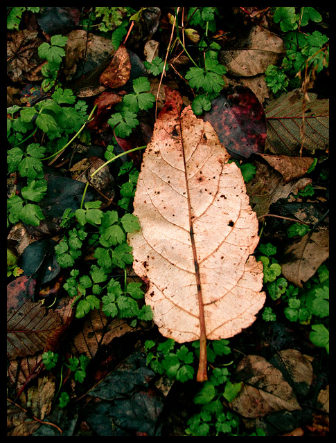 Autumn Beauty