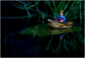 Thumbelina,  Helplessly Marooned on a Lily Pad at Night