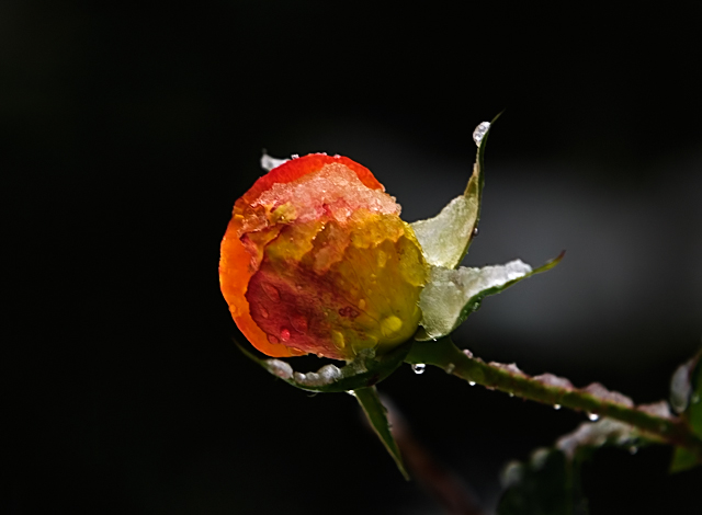 A Winter Rose for Beauty