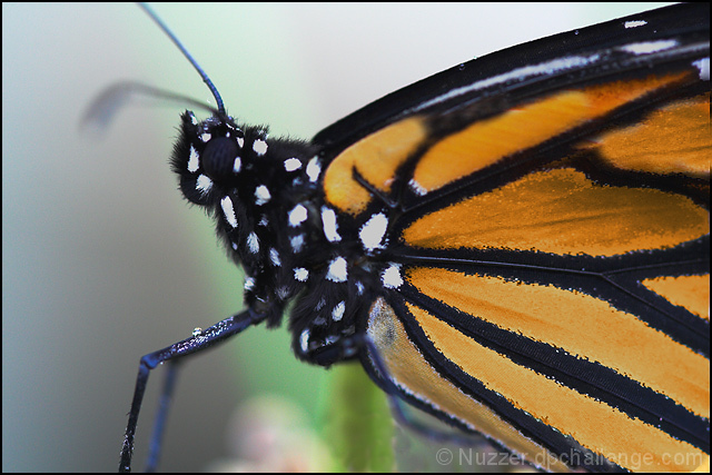 The Butterfly (Hans Christian Andersen)