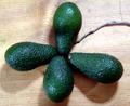 Four Leaf Avacado