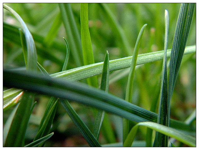 Green Green Grass of Home