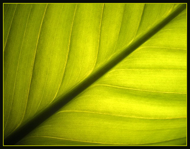 Potted Plant