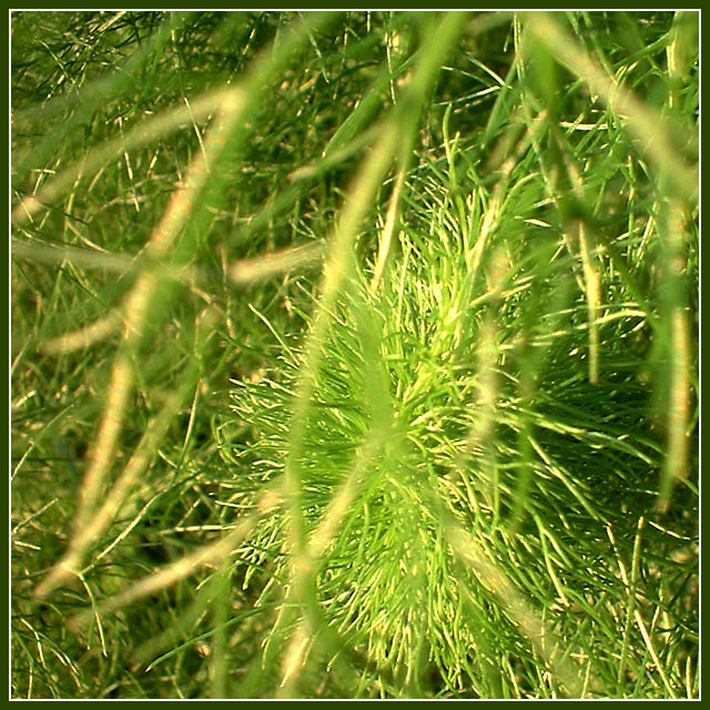 Fennel