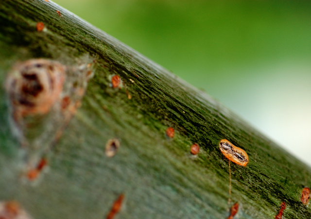 Spring Willow Bark