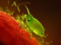 Unseen by the Naked Eye-Baby Aphid on Red Hybiscus