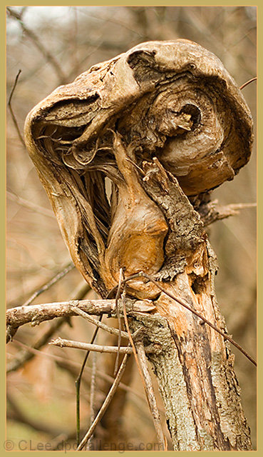 The Watcher in the Wood