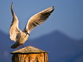 Landing
