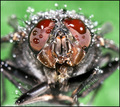 Housefly