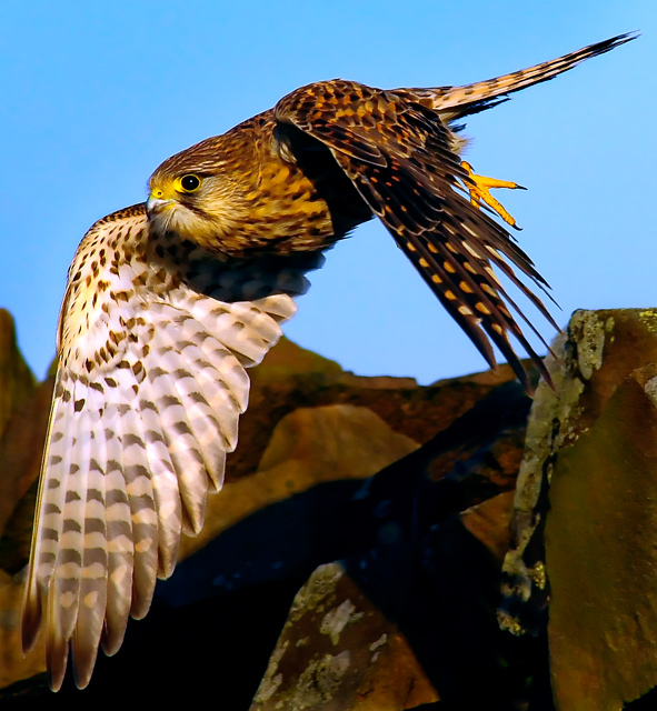 Wild Female Kestrel