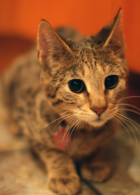 Savannah Kitten