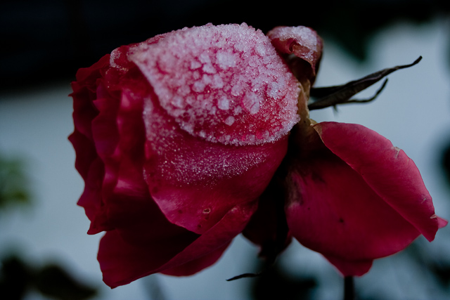  Like a frozen rose I want to sleep gently