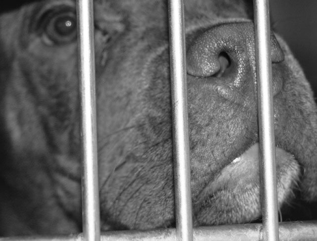 Pitbull behind bars:the story of too many