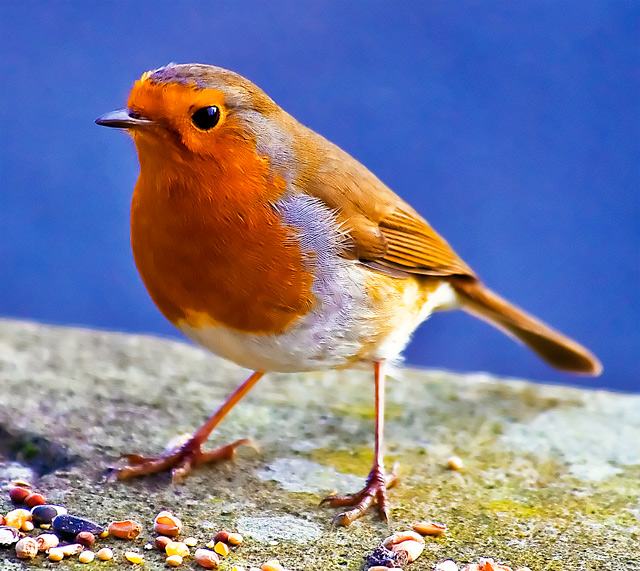 Robin - Fuji Velvia Style