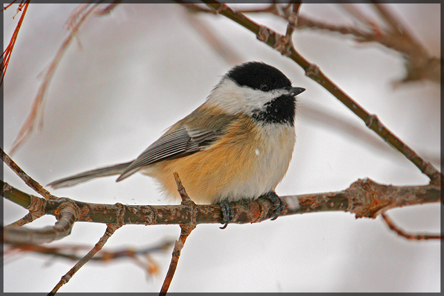 Chickadee!