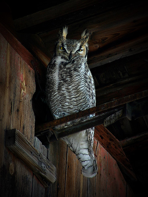 Keeper of the Barn