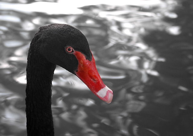 Black Swan