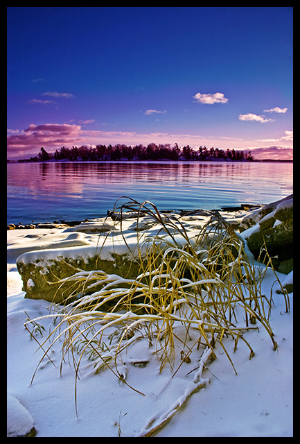 Growth At The Water's Edge