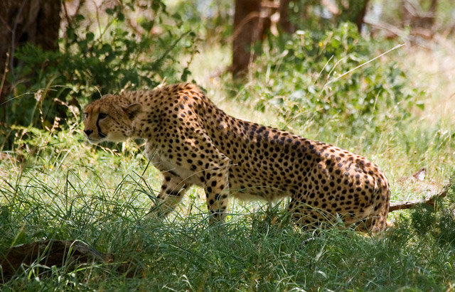 Cheetah in the savanah