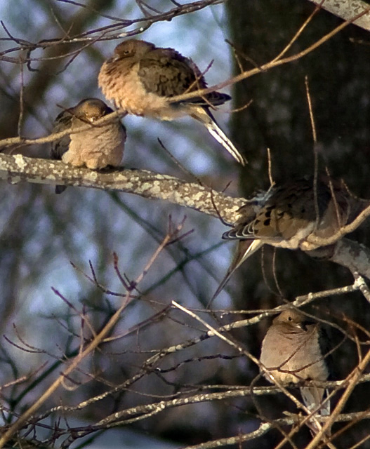 Mourning Dove Quartet 