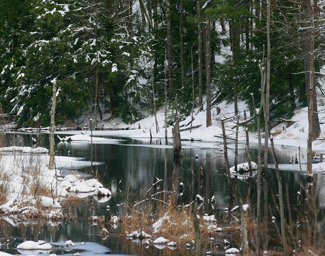 Pond View