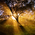 The Light