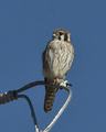 American Kestrel looking for a meal