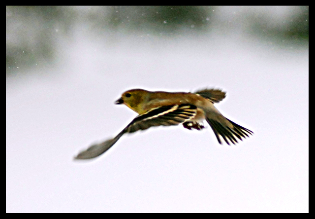 The Everyday Bird