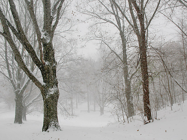 Winter's First Storm