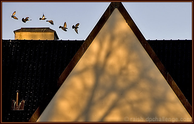 Birds and Shadows