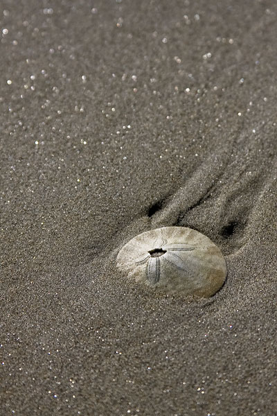 Sand Stars