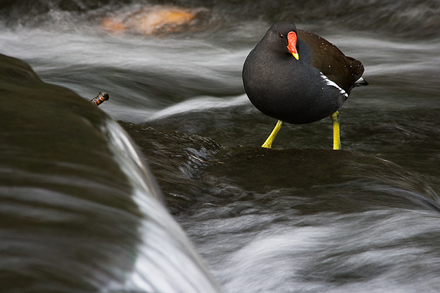 Moorhen Standing Still