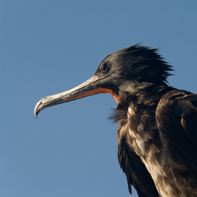 A bird's eye view