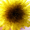 Depths of Yellow
