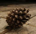 Knobbly