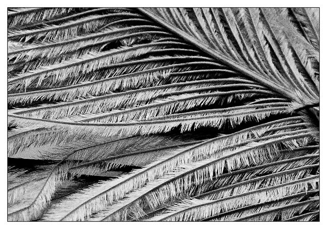 Feather Detail