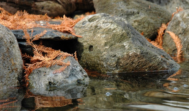 Natures Beautiful Textures - Soft Water, Prickly Cypress Leafs & Coarse Boulders