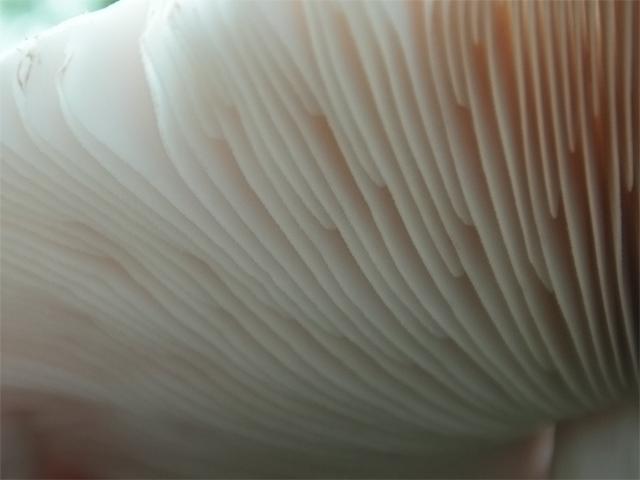 Mushroom