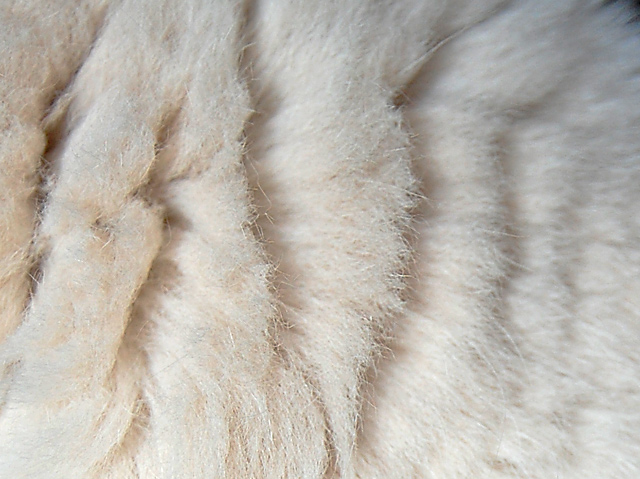 Birman fur