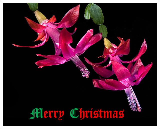 Christmas Cactus