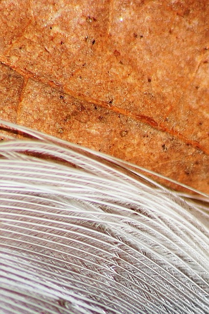 Natural Textures - Leaf and Feather