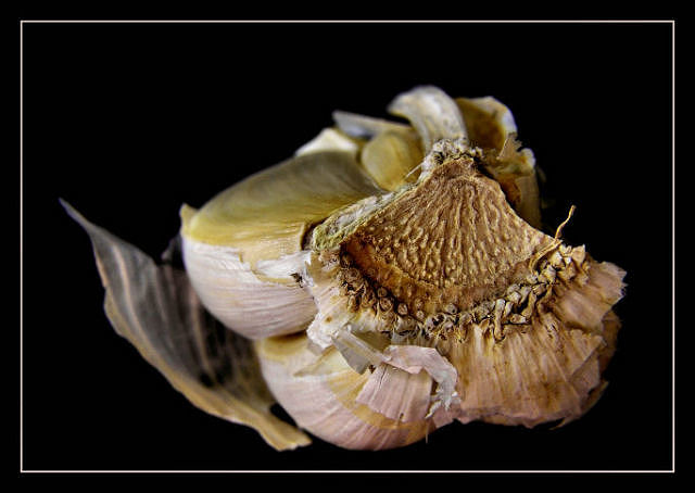 Garlic Study