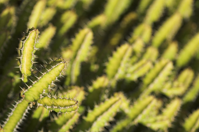 Jardín de Cactus