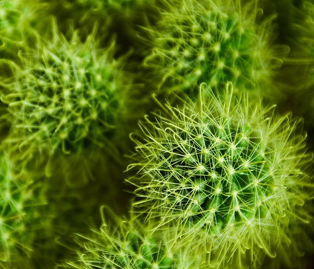 Prickly