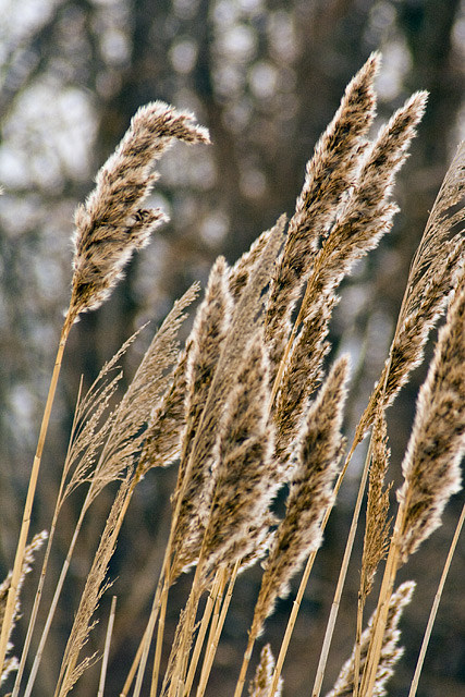 Winter Wind