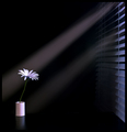Moonshadow