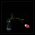 Melancholic Tulip