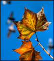 Winter Fly Over