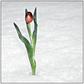 Tulip in the Snow